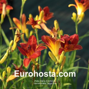 Hemerocallis Taiga Fire 