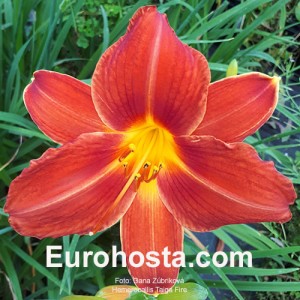 Hemerocallis Taiga Fire 