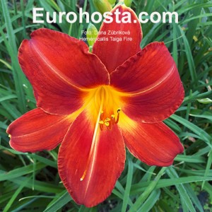 Hemerocallis Taiga Fire 