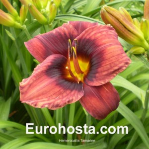 Hemerocallis Tamarine - Eurohosta