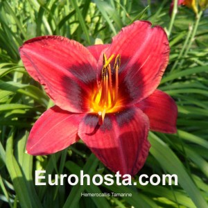 Hemerocallis Tamarine - Eurohosta