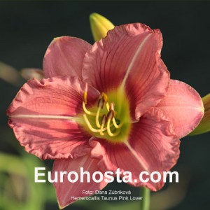 Hemerocallis Taunus Pink Lover Eurohosta