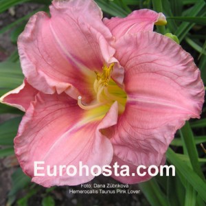 Hemerocallis Taunus Pink Lover Eurohosta