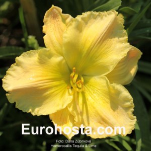 Hemerocallis Tequila and Lime - Eurohosta