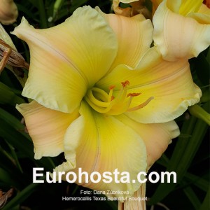 Hemerocallis Texas Beautiful Bouquet