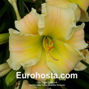 Hemerocallis Texas Beautiful Bouquet