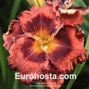 Hemerocallis The Band Played On - Eurohosta