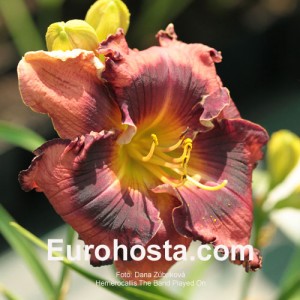 Hemerocallis The Band Played On - Eurohosta