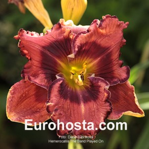 Hemerocallis The Band Played On - Eurohosta