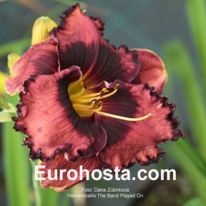 Hemerocallis The Band Played On - Eurohosta