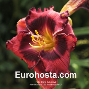 Hemerocallis The Band Played On - Eurohosta