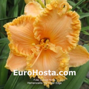 Hemerocallis The Outer Edge