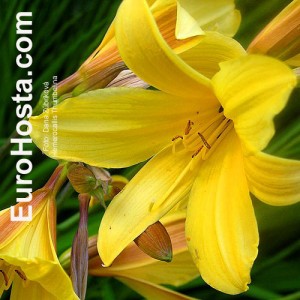 Hemerocallis Thumbelina - Eurohosta