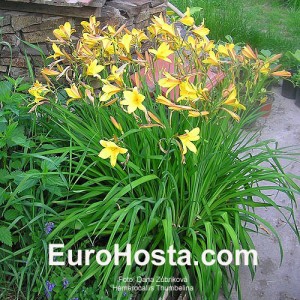 Hemerocallis Thumbelina - Eurohosta