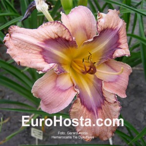 Hemerocallis Tie Dye Skies