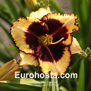 Hemerocallis Tiger Blood - Eurohosta