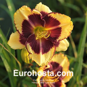 Hemerocallis Tiger Blood - Eurohosta