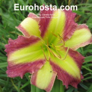 Hemerocallis Time Stopper