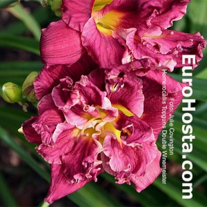 Hemerocallis Topguns Double Winemeister