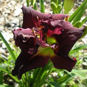 Hemerocallis Topguns Double Winemeister