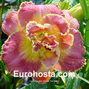 Hemerocallis Unlock the Stars - Eurohosta