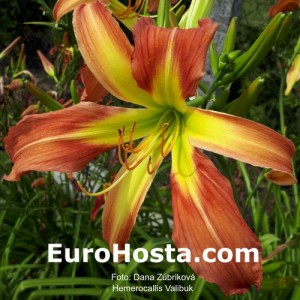 Hemerocallis Valibuk