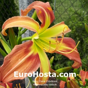 Hemerocallis Valibuk