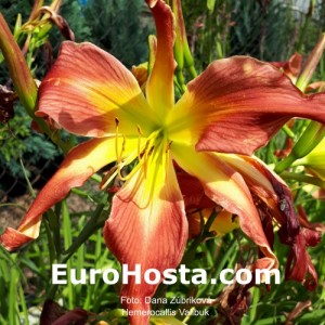 Hemerocallis Valibuk