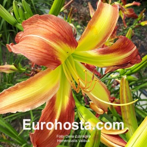 Hemerocallis Valibuk