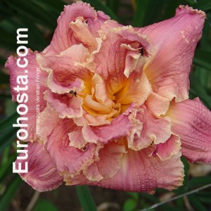 Hemerocallis Venetian Fringe