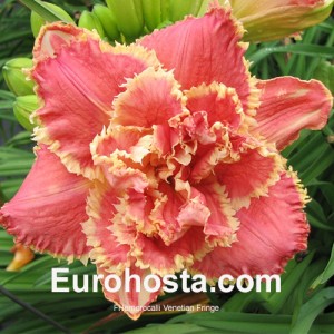 Hemerocallis Venetian Fringe