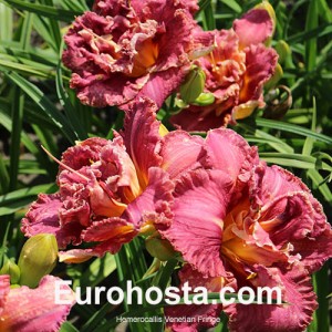 Hemerocallis Venetian Fringe