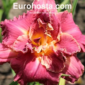 Hemerocallis Venetian Fringe