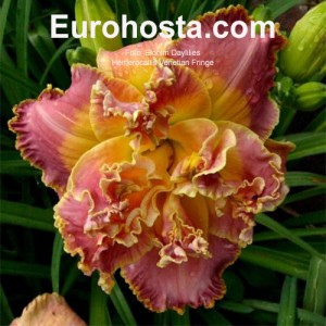 Hemerocallis Venetian Fringe