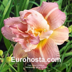 Hemerocallis Vision of Love