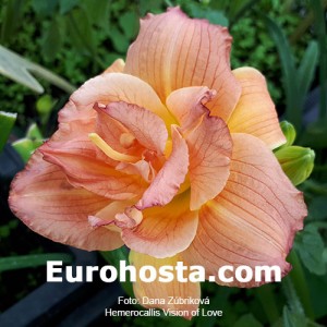 Hemerocallis Vision of Love