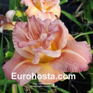 Hemerocallis Vision of Love