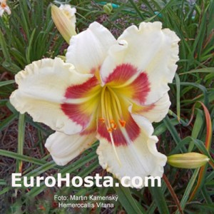 hemerocallis vitana
