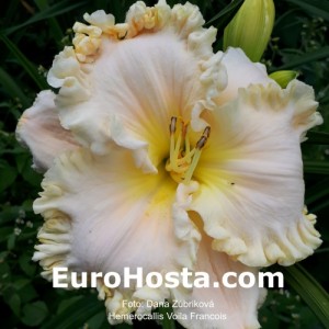 Hemerocallis Voila Francois - Eurohosta