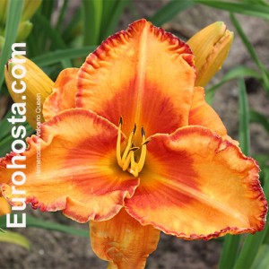 Hemerocallis Volcano Queen