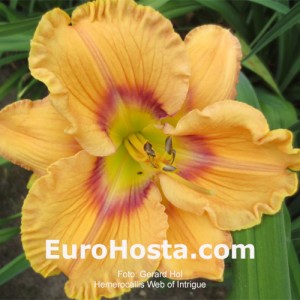 Hemerocallis Web of Intrigue 