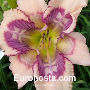 Hemerocallis Whale Tails