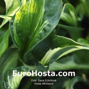 Hosta Whirlwind - Eurohosta