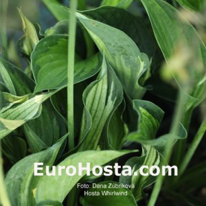 Hosta Whirlwind - Eurohosta