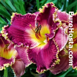 Hemerocallis Wild Irish