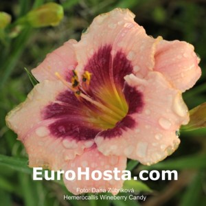 Hemerocallis Wineberry Candy - Eurohosta