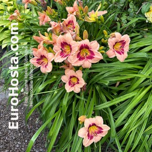 Hemerocallis Wineberry Candy - Eurohosta