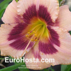 Hemerocallis Wineberry Candy - Eurohosta