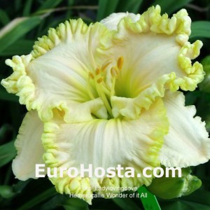 Hemerocallis Wonder of it All - Eurohosta