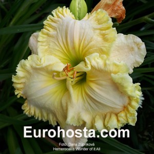 Hemerocallis Wonder of it All